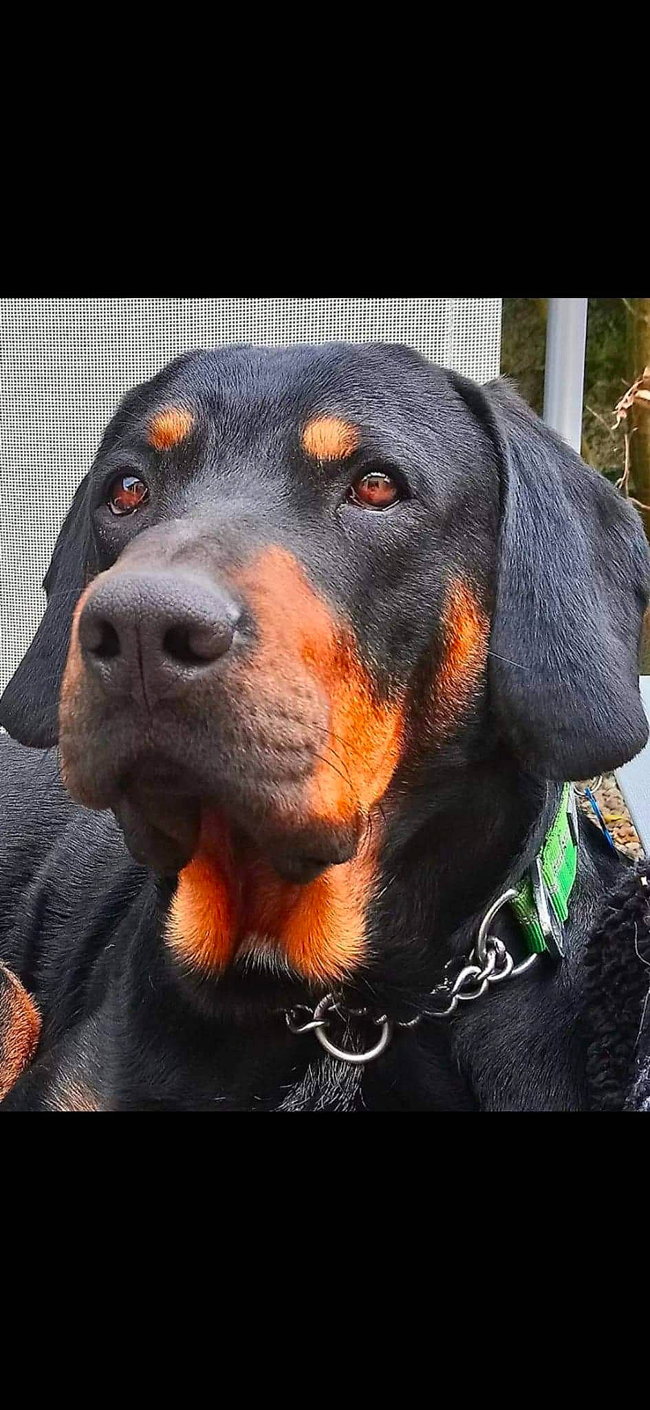 Pako participe au concours pour gagner de l'argent avec cette photo : canidae, carnivore, collar, companion_dog, dog, dog_breed, dog_collar, dog_supply, fur, hat, head, liver, pet_supply, snout, sporting_group, terrestrial_animal, whiskers, windshield, working_animal, working_dog