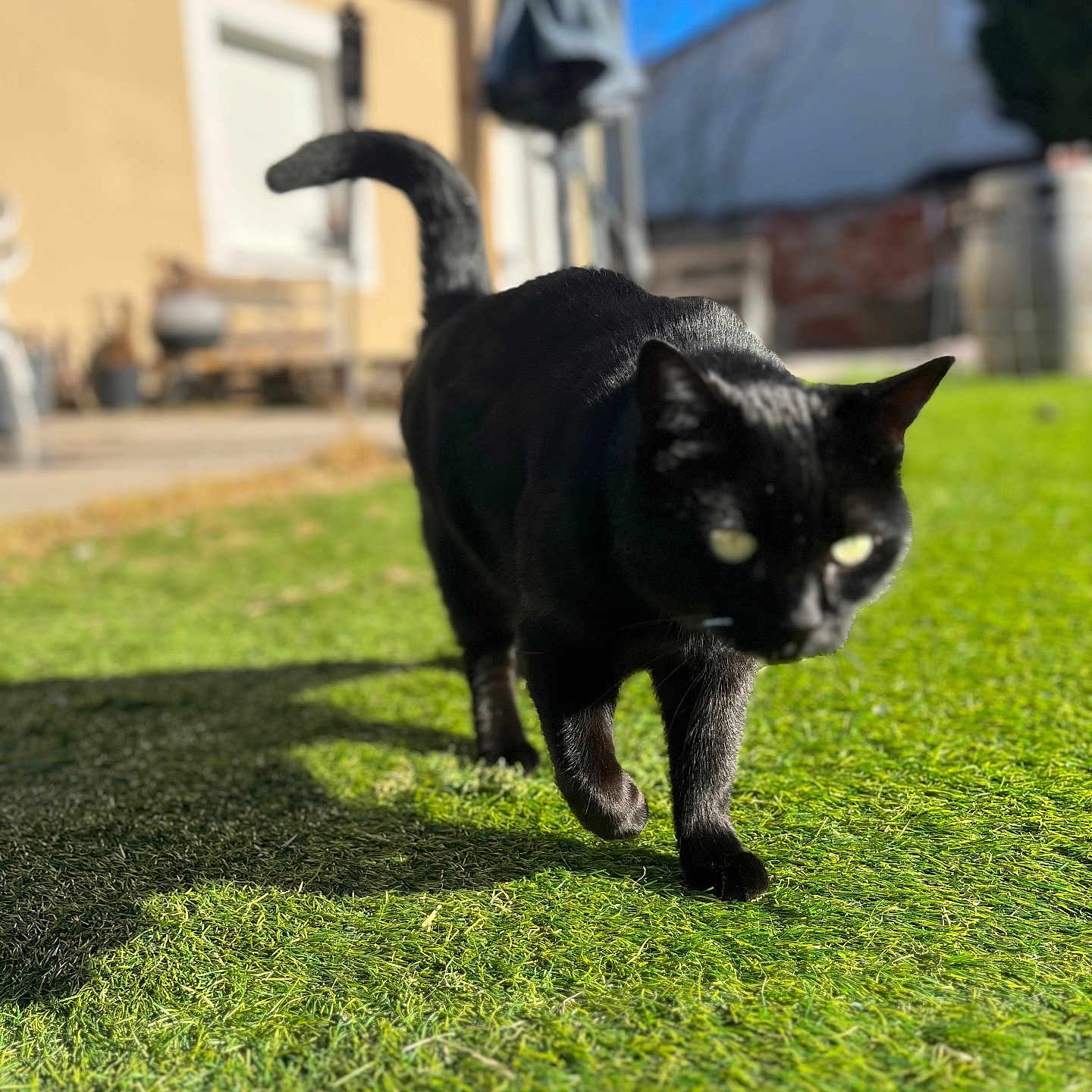 Milla participe au concours pour gagner de l'argent avec cette photo : accessories, animal, architecture, backyard, blackcat, building, cat, field, grass, grassland, kitten, lawn, manx, nature, outdoors, pet, plant, shelter, strap, yard