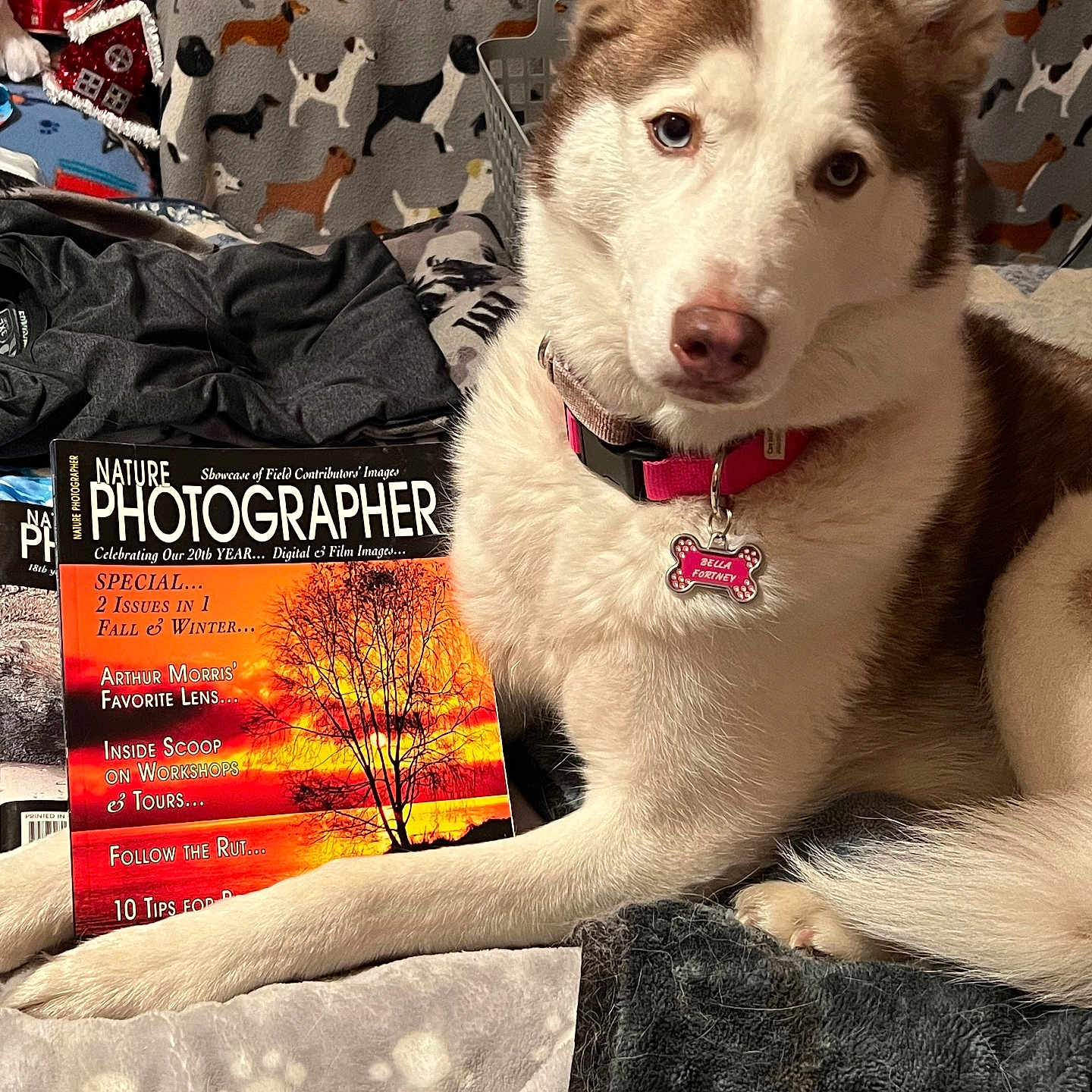 Bella joined the competition — help win amazing prizes! accessories, advertisement, animal, blanket, book, canine, comics, couch, dog, eskimodog, furniture, hound, husky, person, pet, poster, publication, puppy, quilt, whitedog