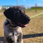 Brownie participe au concours pour gagner de l'argent avec cette photo : dog, outdoor, sunny, grass, blue_sky, animal, pet, canine, happy, tongue_out, collar, sitting, blurred_background, nature, daylight, mammal, portrait, friendly, field, leash