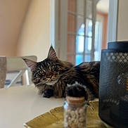 Willow a rejoint le concours — aidez-le/la à gagner de superbes lots ! blurred_background, cat, chair, closeup, cozy, curious, decor, domestic, feline, fur, glass_door, golden_plate, green_eyes, house, indoor, jar, pet, resting, tabby_cat, table
