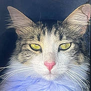 Lyly joined the competition — help win amazing prizes! animal, cat, close_up, curious, domestic_cat, ears, face, feline, fluffy_fur, indoor, looking, pet, pink_nose, portrait, soft_light, tabby, whiskers, white_fur, window, yellow_eyes