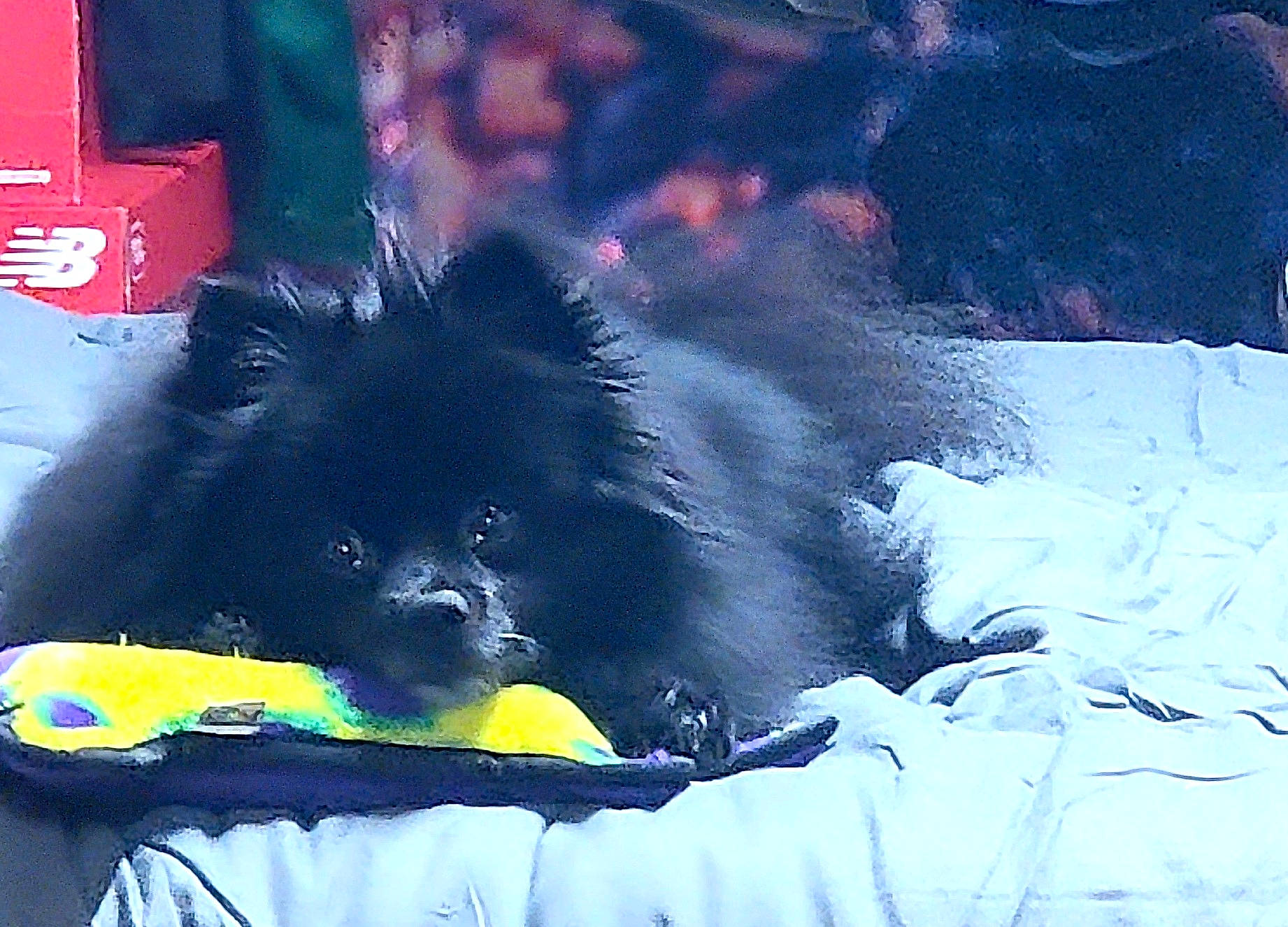 Bearbear joined the competition — help win amazing prizes! canidae, carnivore, companion_dog, dog, dog_breed, electric_blue, felidae, fur, photograph, pillow, small_to_medium_sized_cats, snapshot, snout, sporting_group, square, tints_and_shades, toy_dog, visual_arts, whiskers, world