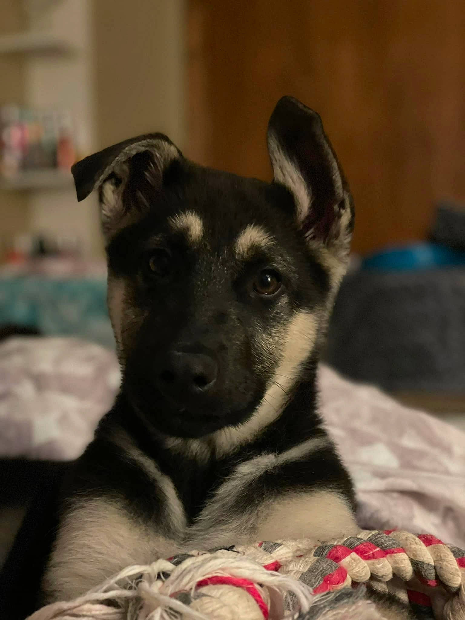 Atlas joined the competition — help win amazing prizes! canidae, carnivore, comfort, companion_dog, dog, dog_breed, dog_supply, ear, fawn, fur, guard_dog, non_sporting_group, paw, snout, sporting_group, terrestrial_animal, toy_dog, whiskers, working_animal, working_dog