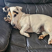 Leon a rejoint le concours — aidez-le/la à gagner de superbes lots ! animal, black_couch, black_markings, canine, companion, curious, cute, dog, ears, fur, home, indoor, leather_couch, lying_down, paw, pet, relaxed, resting, snout, white_dog