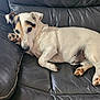 animal, black_couch, black_markings, canine, companion, curious, cute, dog, ears, fur, home, indoor, leather_couch, lying_down, paw, pet, relaxed, resting, snout, white_dog