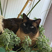 Piba a rejoint le concours — aidez-le/la à gagner de superbes lots ! animal, cat, closeup, curious, cute, domestic_animal, feline, fluffy, garden, green_leaves, houseplant, indoor, leafy, nature, pet, plant_pot, portrait, relaxed, resting, siamese_cat