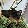 animal, cat, closeup, curious, cute, domestic_animal, feline, fluffy, garden, green_leaves, houseplant, indoor, leafy, nature, pet, plant_pot, portrait, relaxed, resting, siamese_cat