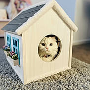 Fluffy joined the competition — help win amazing prizes! cat, white_cat, pet, house, miniature_house, wooden_house, window, flower_boxes, carpet, indoor, cozy, cute, curious, fluffy, animal, domestic_animal, feline, soft, decor, closeup