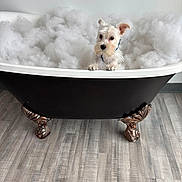 Lily Rose King joined the competition — help win amazing prizes! dog, bathtub, bubbles, white_dog, clawfoot_tub, indoor, floor, minimalist, pet, curious, fluffy, clean, white_wall, decor, animal, bath_time, small_dog, quiet, cute, domestic_animal