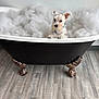 dog, bathtub, bubbles, white_dog, clawfoot_tub, indoor, floor, minimalist, pet, curious, fluffy, clean, white_wall, decor, animal, bath_time, small_dog, quiet, cute, domestic_animal