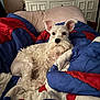 Lily Rose King is registered to the contest to win money with this photo: animal, bed, black_nose, blanket, cabinet, cozy, curly_fur, dog, ears, fur, furniture, indoor, pet, pillow, quilt, relaxed, resting, schnauzer, snout, white_dog