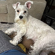 Lily Rose King joined the competition — help win amazing prizes! canine, carpet, casual, companion, couch, cozy, curious, curly_fur, dog, domestic_animal, furniture, home, human, indoor, legs, looking_at_camera, lying_down, pet, relaxed, white_dog