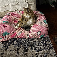 Fancy is registered to the contest to win money with this photo: cat, fluffy_cat, hello_kitty, pink_cushion, living_room, sofa, rug, wooden_floor, relaxed, pet, indoor, feline, cute, household, cozy, animal, sitting, looking_at_camera, decor, comfy