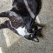 Samantha is registered to the contest to win money with this photo: cat, tuxedo_cat, yellow_eyes, whiskers, carpet, sunlight, indoor, pet, feline, relaxed, lying_down, black_and_white, fur, animal, domestic_animal, cute, curious, close_up, whiskers_visible, floor