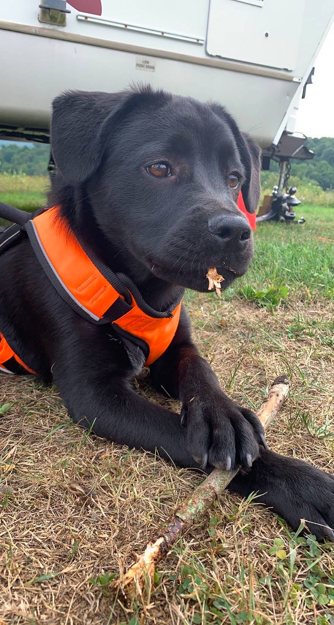 Carter joined the competition — help win amazing prizes! borador, carnivore, collar, companion_dog, dog, dog_breed, dog_collar, dog_supply, grass, guard_dog, gun_dog, leash, personal_protective_equipment, pet_supply, plant, pointing_breed, retriever, tail, whiskers, working_animal