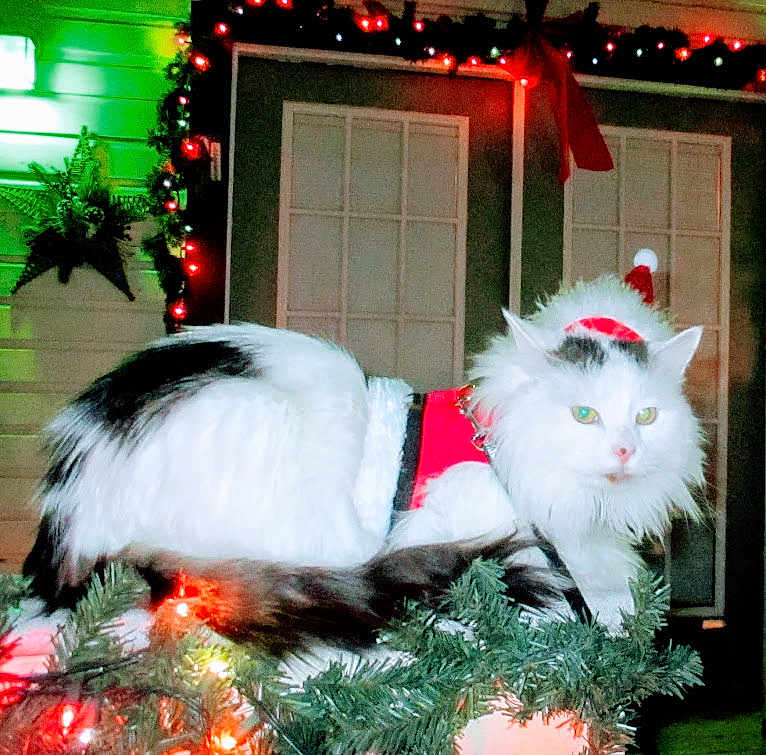 Oliver Hurley Smith is registered to the contest to win money with this photo: animal, black_spots, cat, christmas, christmas_outfit, cute, decorations, festive, furry, garland, holiday, holiday_lights, night, outdoor, pet, porch, santa_hat, seasonal, star_ornament, white_cat