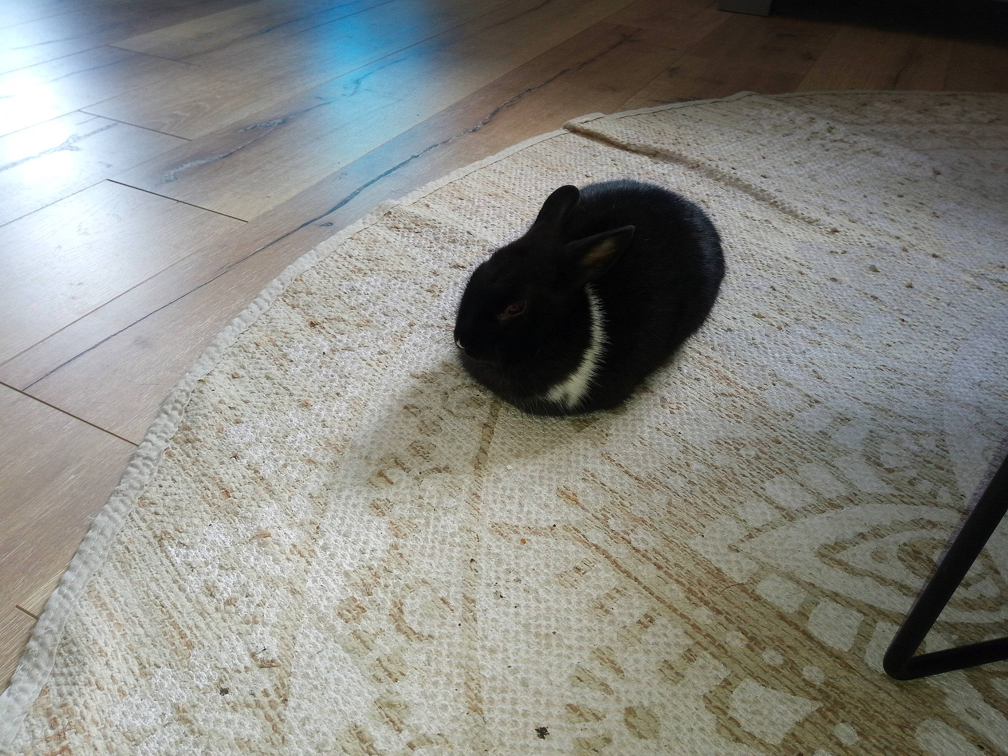 Groot participe au concours pour gagner de l'argent avec cette photo : black, black_cat, cat, domestic_rabbit, fawn, felidae, floor, flooring, hardwood, rabbit, rodent, small_to_medium_sized_cats, tail, tile, whiskers, wood, wood_flooring