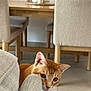 animal, cat, chair, couch, cozy, curious, dining_table, ears, eyes, feline, floor, furniture, home, indoor, modern, orange_cat, peeking, pet, sofa, whiskers