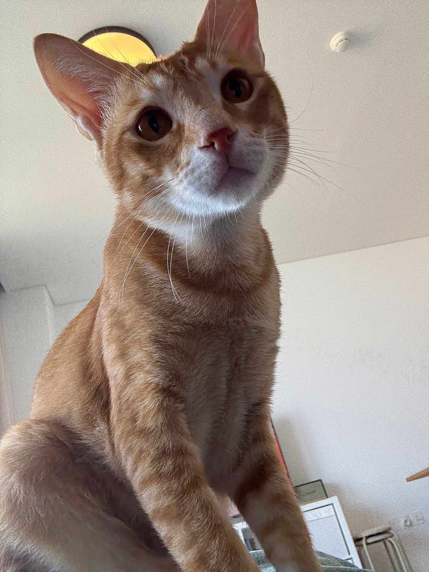 Steel a rejoint le concours — aidez-le/la à gagner de superbes lots ! animal, cat, ceiling_light, closeup, curious, domestic, ears, eyes, feline, fur, furniture, ginger_cat, house, indoor, looking_down, mammal, nose, pet, portrait, whiskers