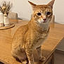 animal, cat, chair, curious, decor, dining_room, domestic_cat, ears, feline, floor, fur, ginger_cat, household, indoor, looking, pet, sitting, table, whiskers, wooden_table