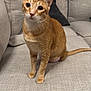 Steel participe au concours pour gagner de l'argent avec cette photo : alert, cat, couch, cozy, curious, cute, domestic_animal, ears, feline, furniture, home, indoor, living_room, looking, orange_tabby, pet, sitting, soft_fabric, tail, whiskers