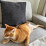 Steel participe au concours pour gagner de l'argent avec cette photo : cat, comfort, cozy, cushion, domestic_animal, fabric, feline, fur, home, indoor, laying_down, living_room, orange_tabby, pet, pillow, relaxed, resting, sofa, toy, whiskers