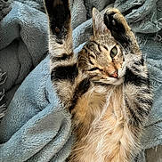 Timon participe au concours pour gagner de l'argent avec cette photo : cat, tabby, paw, stretching, blanket, cozy, fur, pet, animal, cute, lying_down, winking, soft_texture, relaxed, indoor, whiskers, sleepy, claws, feline, comfort