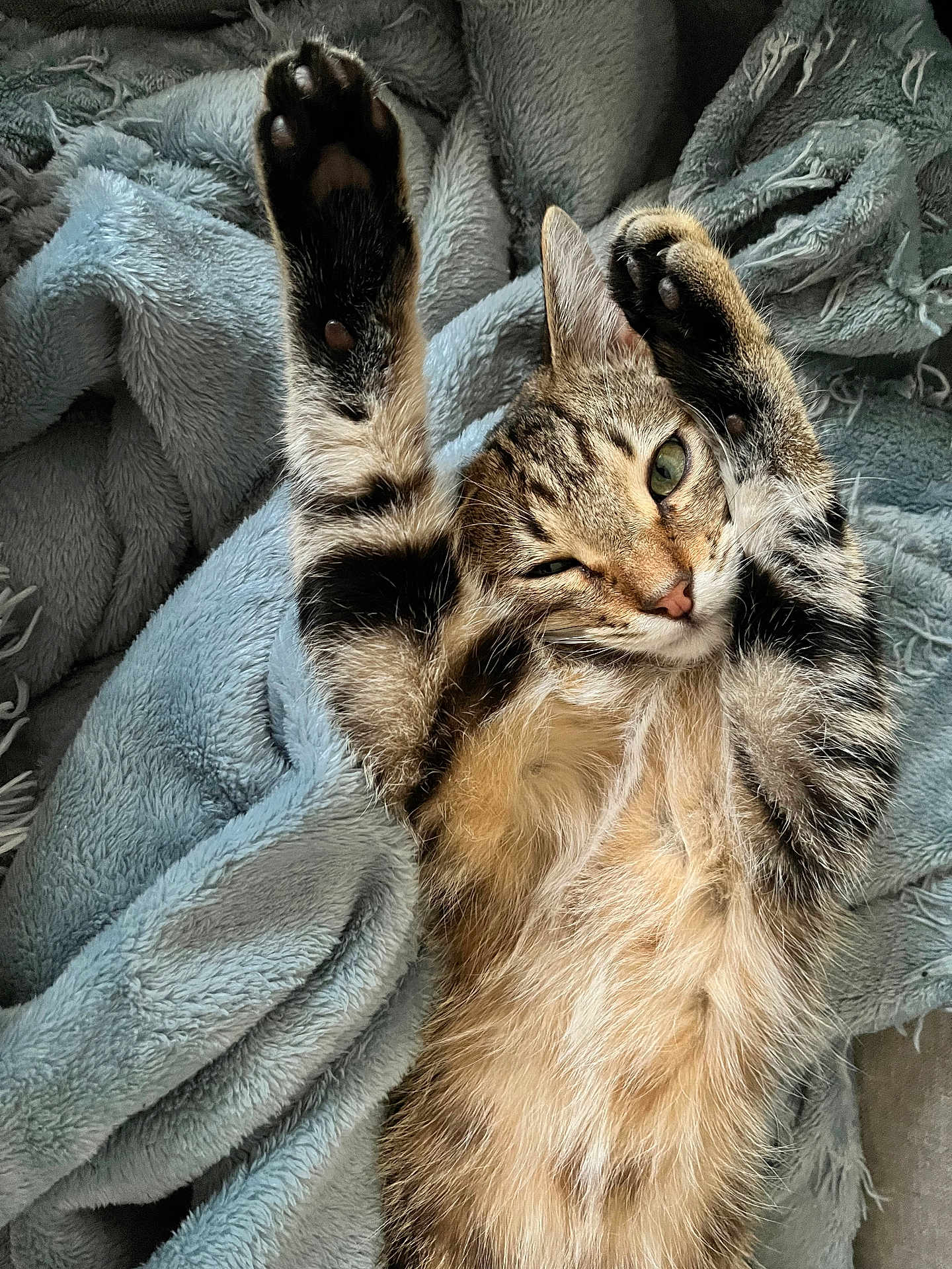 Timon participe au concours pour gagner de l'argent avec cette photo : cat, tabby, paw, stretching, blanket, cozy, fur, pet, animal, cute, lying_down, winking, soft_texture, relaxed, indoor, whiskers, sleepy, claws, feline, comfort
