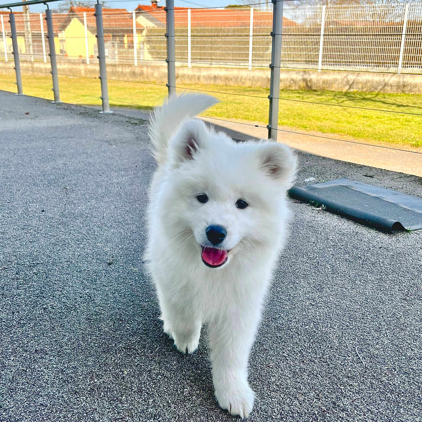 Tito participe au concours pour gagner de l'argent avec cette photo : animal, architecture, building, canine, dog, eskimodog, fence, grass, husky, nature, outdoors, path, pet, plant, playarea, puppy, shelter, sidewalk, terrier, whitedog