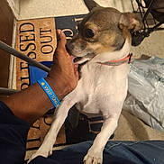 Princess joined the competition — help win amazing prizes! dog, small_dog, hand, indoor, floor, mat, person, collar, licking, pet, paw, jeans, plastic_bag, chair, tile_floor, wristband, brown, white, black, curious