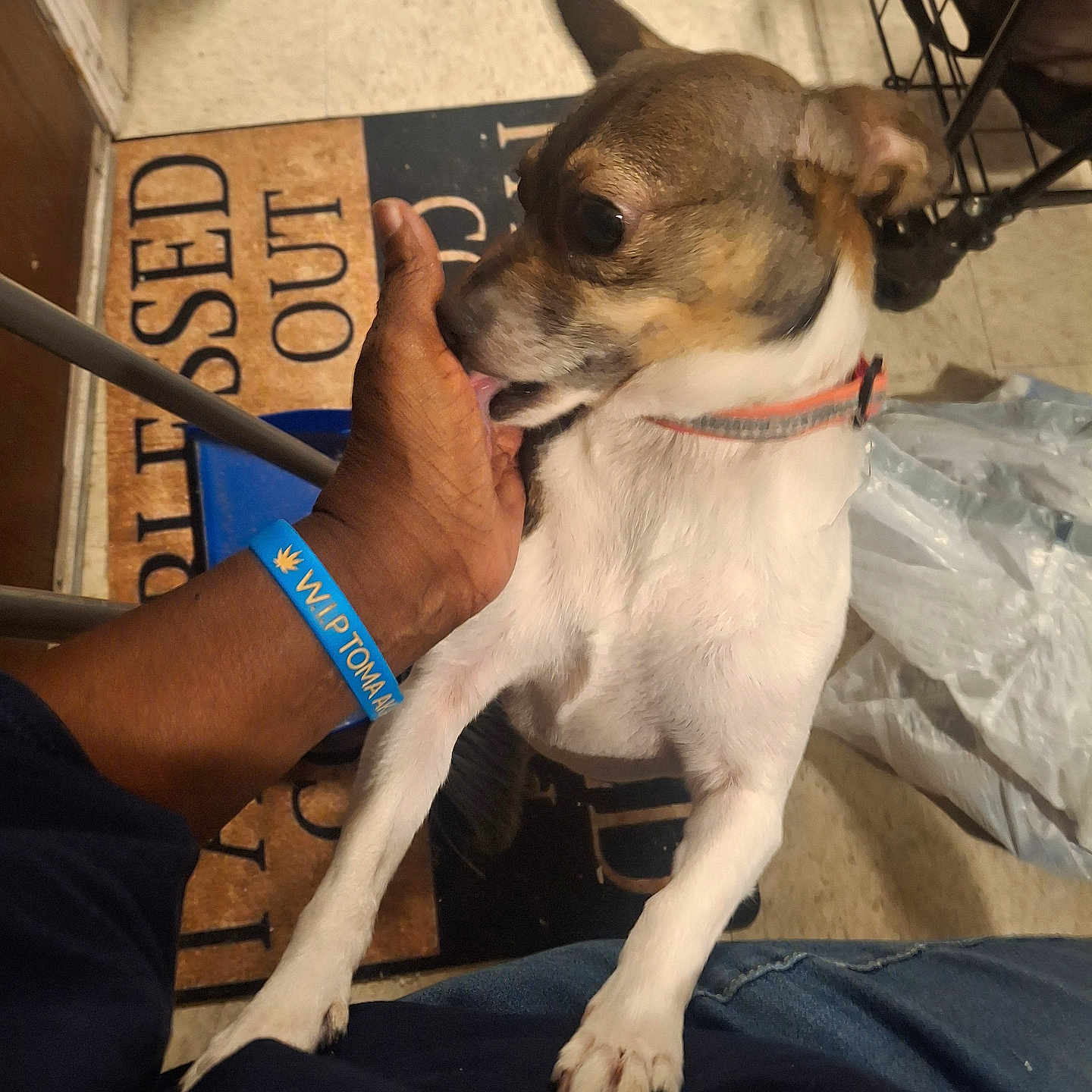 Princess joined the competition — help win amazing prizes! black, brown, chair, collar, curious, dog, floor, hand, indoor, jeans, licking, mat, paw, person, pet, plastic_bag, small_dog, tile_floor, white, wristband