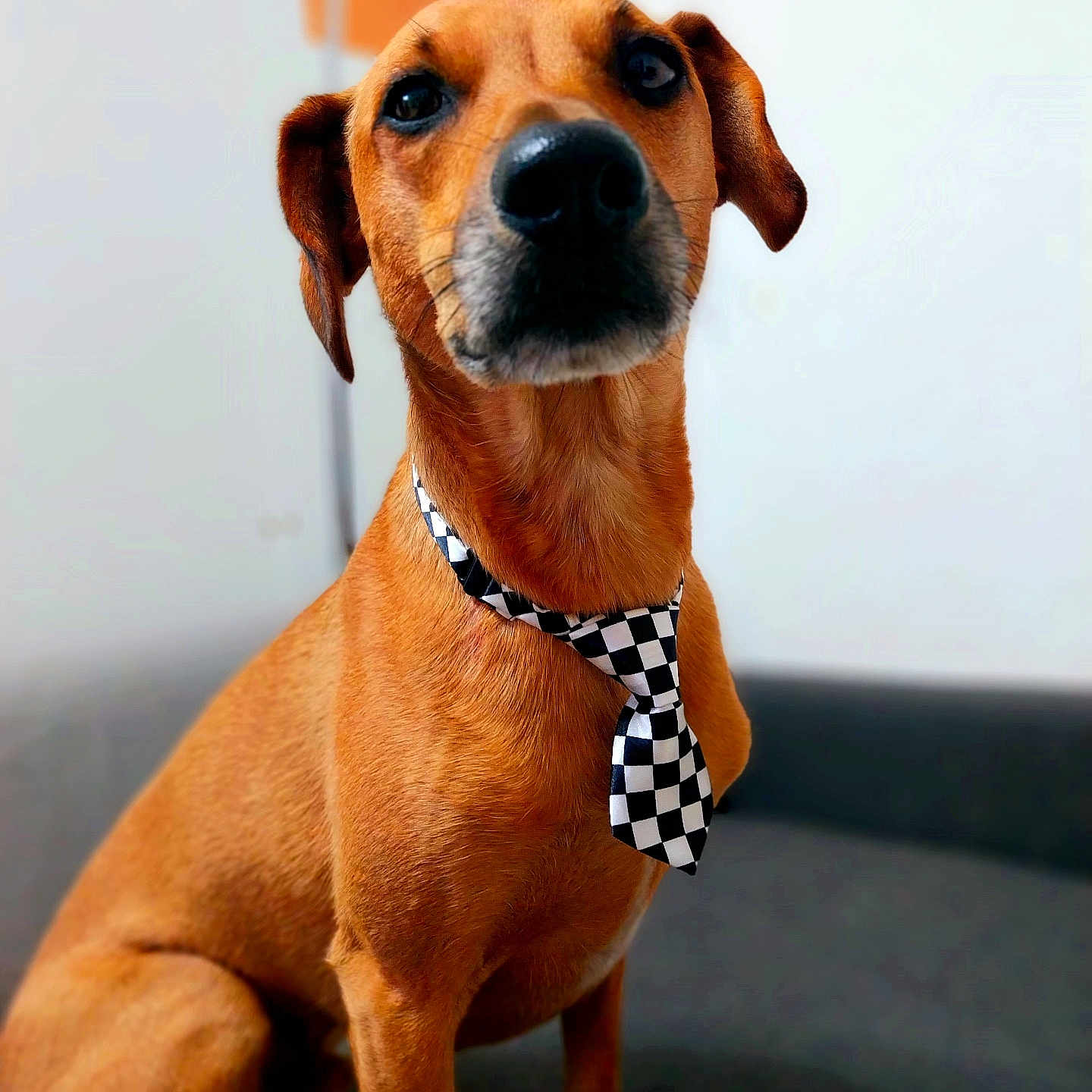 Bouba a rejoint le concours — aidez-le/la à gagner de superbes lots ! accessories, animal, beagle, bowtie, boxer, bulldog, canine, collar, dog, formalwear, hound, labradorretriever, leash, necktie, pet, pointer, puppy, snout, strap, tie