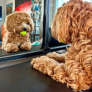 Teddy a rejoint le concours — aidez-le/la à gagner de superbes lots ! airedale, animal, ball, canine, cockerspaniel, dog, football, indoors, interiordesign, pet, poodle, puppy, soccer, soccerball, sport, tennis, tennisball, terrier, window, windowsill