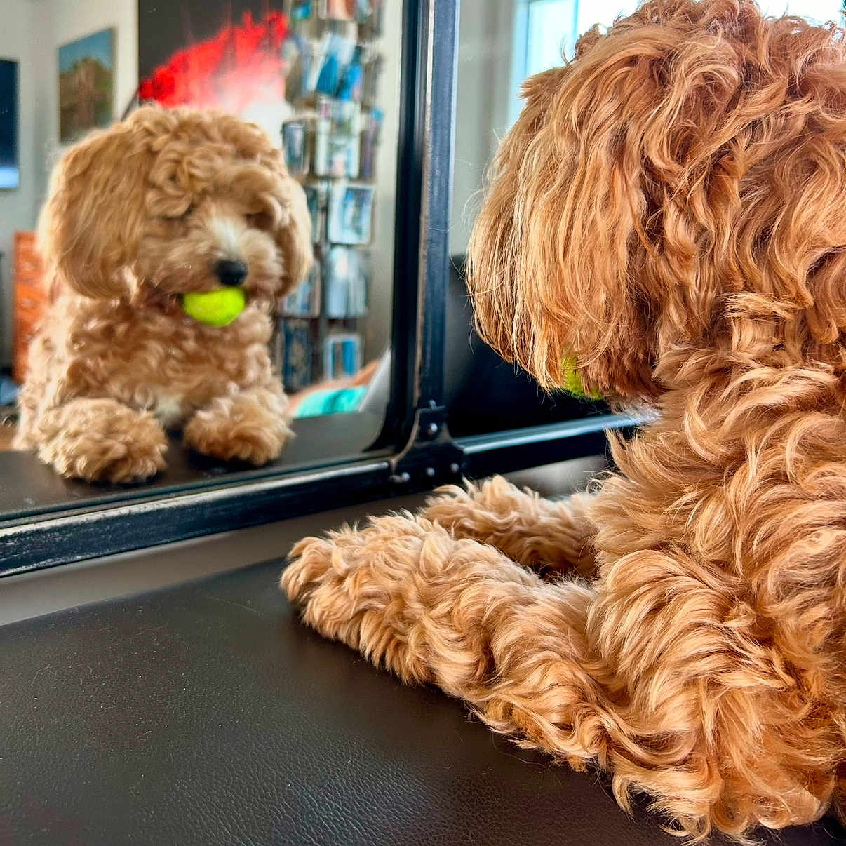 Teddy