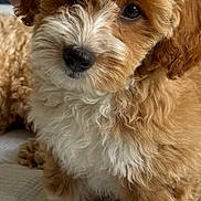 Bianca participe au concours pour gagner de l'argent avec cette photo : puppy, dog, curly_hair, brown, white, cute, pet, animal, indoor, cushion, texture, fur, portrait, looking_up, small_dog, adorable, companion, young, sitting, cozy