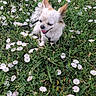 Isis participe au concours pour gagner de l'argent avec cette photo : dog, small_dog, fluffy, white_fur, brown_ears, happy, smiling, tongue_out, closed_eyes, pet, leash, collar, outdoor, garden, wildflowers, pink_flowers, white_flowers, greenery, meadow, portrait