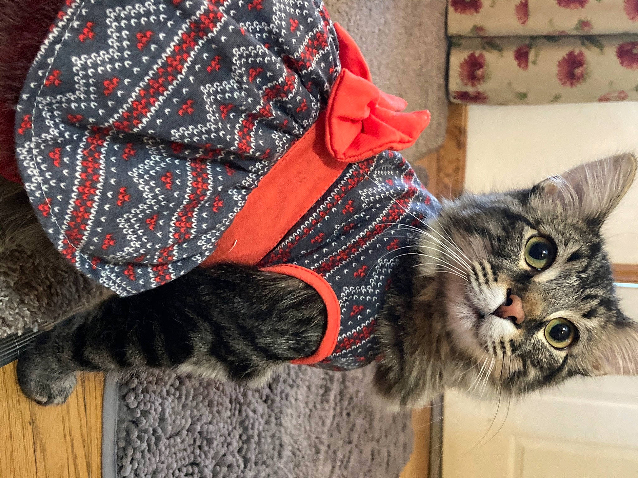 Booboo Kitty joined the competition — help win amazing prizes! black_cat, carnivore, cat, claw, comfort, domestic_short_haired_cat, fashion_accessory, felidae, fur, pattern, paw, sitting, small_to_medium_sized_cats, snout, tail, whiskers