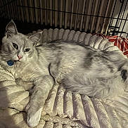 Vito a rejoint le concours — aidez-le/la à gagner de superbes lots ! cat, gray_cat, white_cat, pet, animal, indoor, bed, cozy, feline, resting, relaxed, cage, soft_texture, fur, paw, looking, cute, domestic_cat, sleeping_area, collar