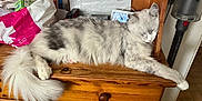 Vito a rejoint le concours — aidez-le/la à gagner de superbes lots ! cat, sleeping, furniture, wooden_cabinet, indoor, pet, fluffy, gray, white, tail, paw, clutter, household_items, vacuum_cleaner, relaxing, domestic, resting, animal, cute, cozy
