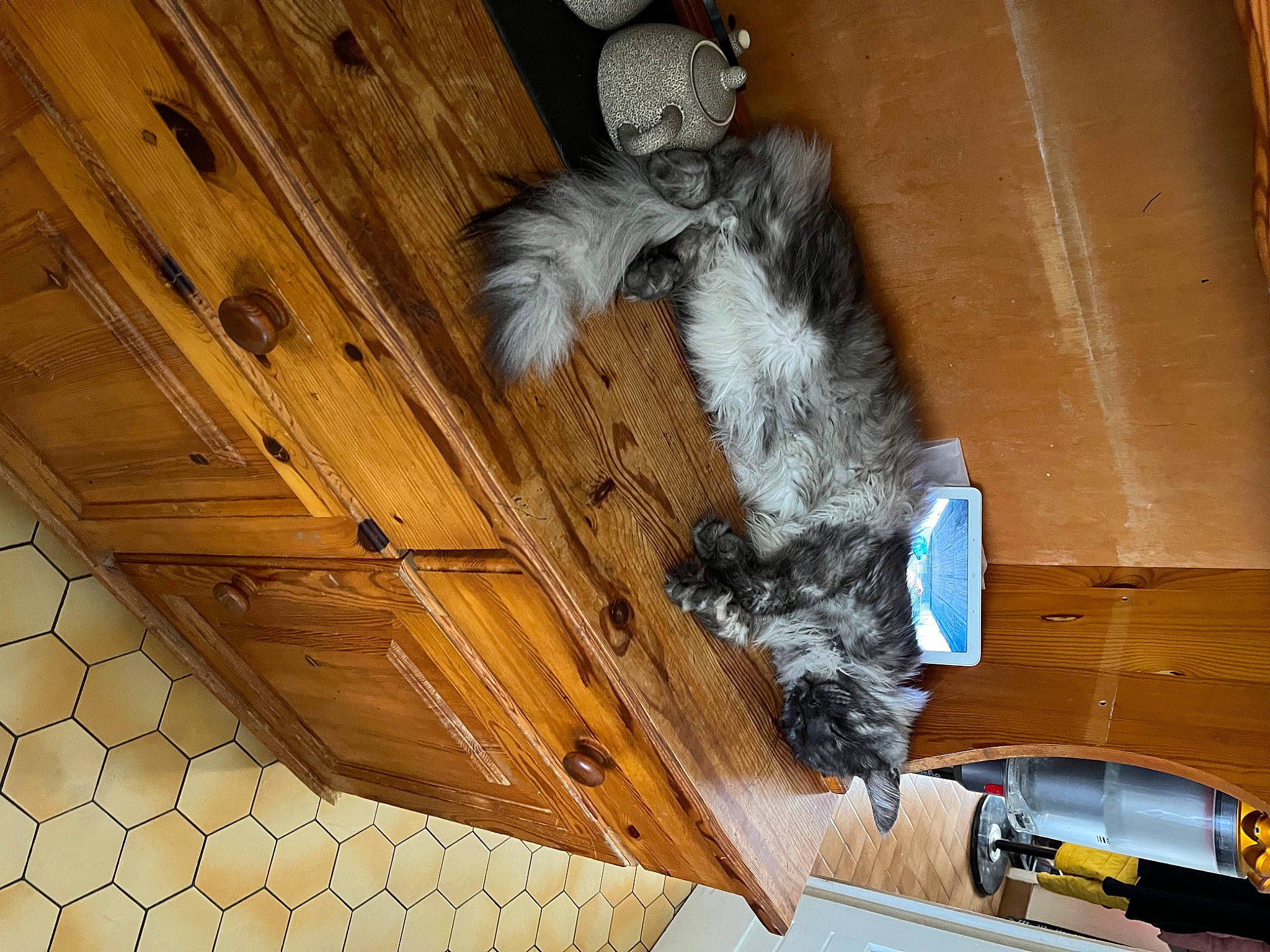 Rêveur participe au concours pour gagner de l'argent avec cette photo : canidae, carnivore, cat, ceiling, domestic_short_haired_cat, felidae, flooring, fur, hardwood, plywood, room, small_to_medium_sized_cats, sporting_group, tail, whiskers, window, wood, wood_flooring, wood_stain