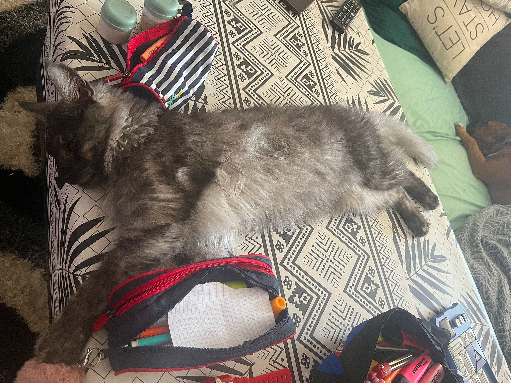 Rêveur participe au concours pour gagner de l'argent avec cette photo : bag, carnivore, cat, claw, comfort, companion_dog, dog_breed, domestic_short_haired_cat, eyewear, felidae, fur, grey, human_leg, lap, luggage_and_bags, paw, small_to_medium_sized_cats, sporting_group, tail, whiskers