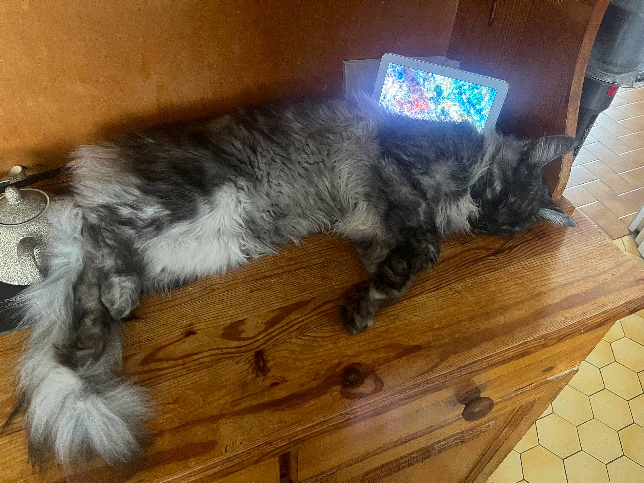 Rêveur participe au concours pour gagner de l'argent avec cette photo : carnivore, cat, comfort, dog_breed, domestic_short_haired_cat, felidae, floor, flooring, fur, grey, hardwood, laminate_flooring, laptop, personal_computer, small_to_medium_sized_cats, tail, whiskers, wood, wood_flooring, wood_stain