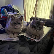 Vahiné participe au concours pour gagner de l'argent avec cette photo : cat, cats, fluffy, table, papers, controller, indoor, curtains, couch, blanket, cozy, pet, relaxed, feline, clutter, window_light, domestic, two_animals, resting, home