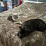 Vahiné participe au concours pour gagner de l'argent avec cette photo : cat, dog, bed, blanket, indoor, resting, sleeping, pet, animal, furry, cozy, domestic, furniture, relaxing, floor, tile, gray, brown, bedroom, companion
