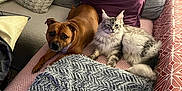 Vahiné participe au concours pour gagner de l'argent avec cette photo : dog, cat, couch, pillow, blanket, indoor, pet, fur, relaxing, animal, companion, home, cozy, furniture, curious, brown_dog, gray_cat, laying_down, domestic, resting