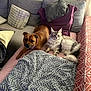 animal, blanket, brown_dog, cat, companion, couch, cozy, curious, dog, domestic, fur, furniture, gray_cat, home, indoor, laying_down, pet, pillow, relaxing, resting