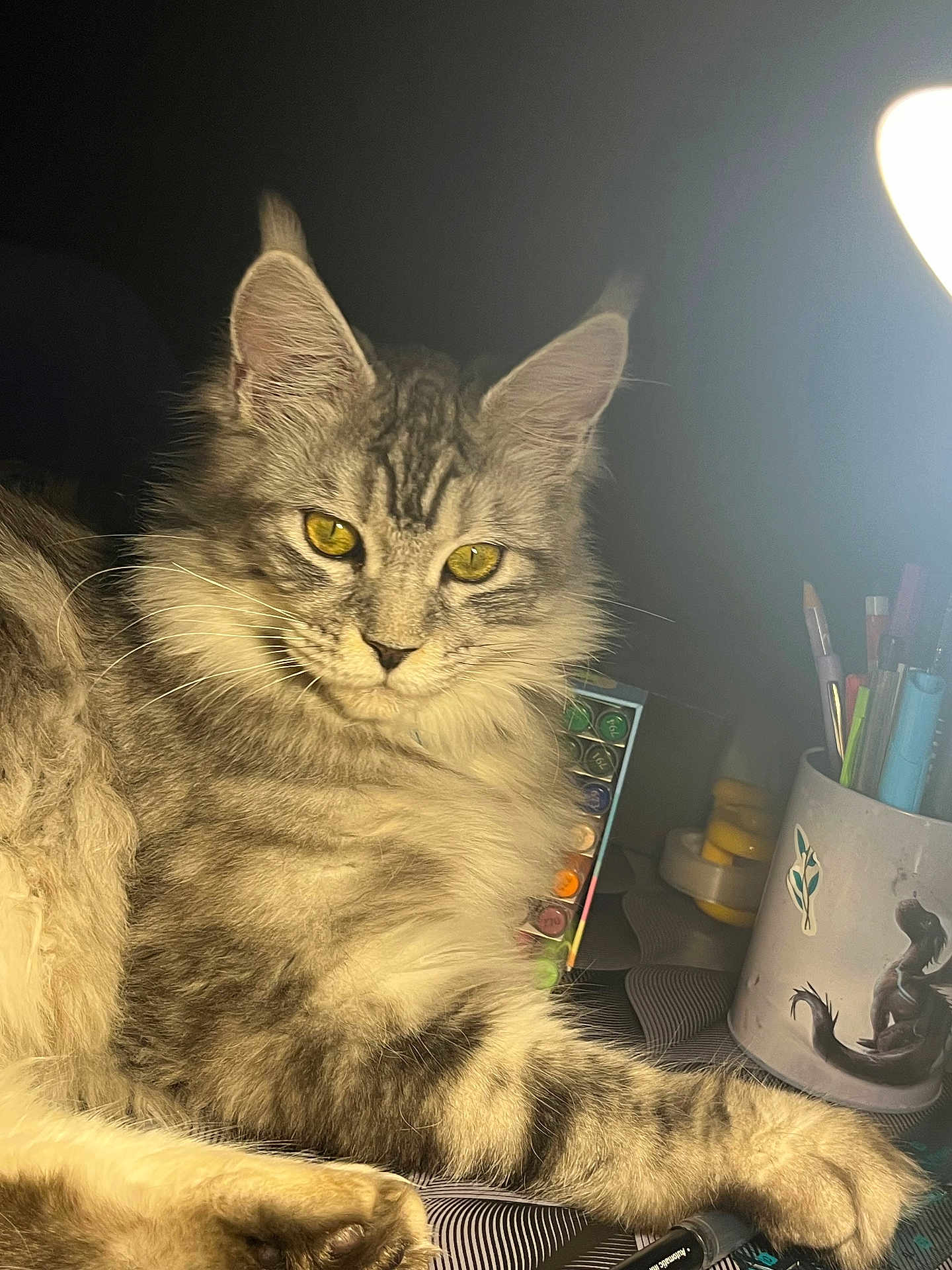 Vahiné a rejoint le concours — aidez-le/la à gagner de superbes lots ! cat, tabby, fluffy, gray, yellow_eyes, lamp, desk, pen, marker, mug, art_supplies, pencil, stationery, indoor, closeup, pet, feline, relaxed, cozy, animal