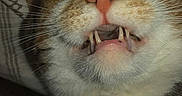 Cheeto is registered to the contest to win money with this photo: cat, close_up, teeth, whiskers, face, pet, animal, indoor, flash, expression, funny_face, fur, eyes, nose, mouth, pillow, pattern, cute, portrait, sleeping_area