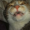 cat, close_up, teeth, whiskers, face, pet, animal, indoor, flash, expression, funny_face, fur, eyes, nose, mouth, pillow, pattern, cute, portrait, sleeping_area